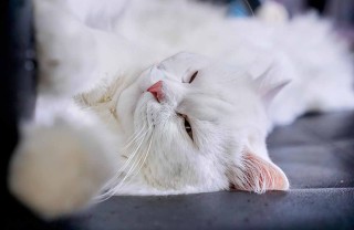 Perché il gatto vuole le coccole di notte?