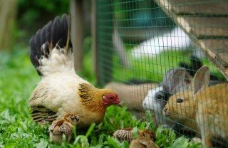 animali da fattoria domestici