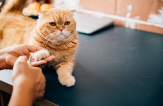 unghie del gatto