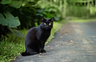 gatti escono di casa da soli
