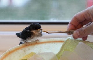 Uccellino