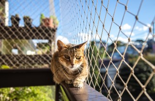 Gatto