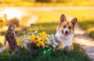 animali in giardino