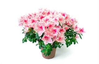 azalea dell'Airc azalea dell'Airc