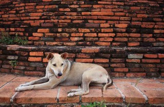 età dei cani