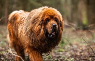 Mastino Tibetano