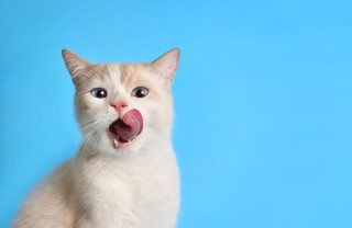 età dei gatti