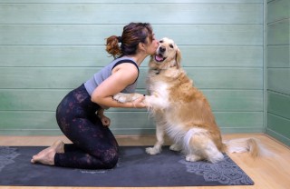 Cane educato