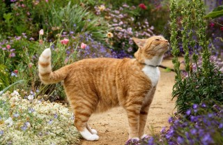Giardino per il gatto