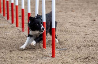 agility dog 