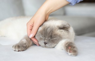 gatti motivi passione 