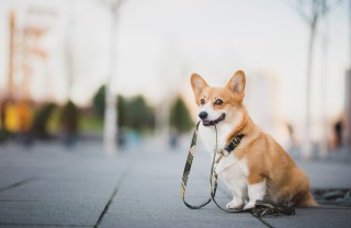 Cane al guinzaglio