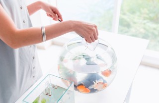 acquario