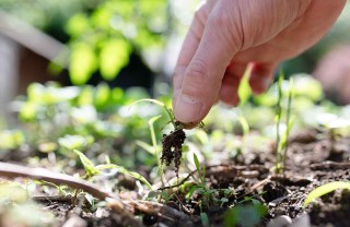 erbacce in giardino