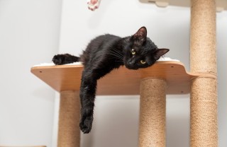 gatti liqurizia gatti liqurizia
