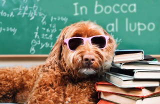 in bocca al lupo per gli esami di maturità immagini, in bocca al lupo per gli esami di maturità