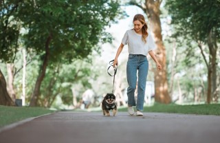 Passeggiare con il cane Passeggiare con il cane