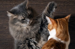 gatti gatti