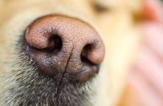 naso del cane