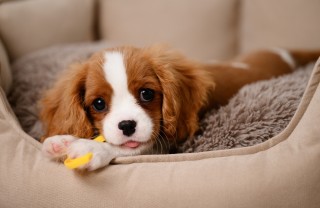 cucciolo cucciolo