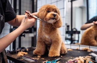 tagliare per al cane tagliare perlo al cane