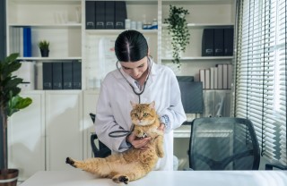 gatto