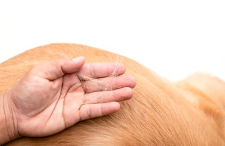 pelo cane