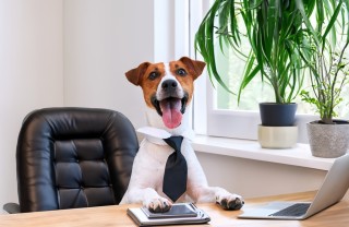 cani in ufficio cani in ufficio
