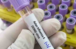 influenza aviaria gatti
