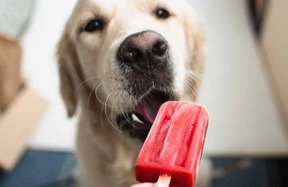 ghiaccioli per cani