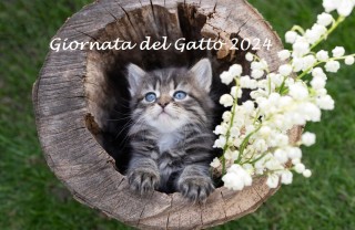 Immagine per la giornata internazionale del gatto 2024 giornata internazionale del gatto 2024, giornata del gatto 2024, giornata del gatto immagini