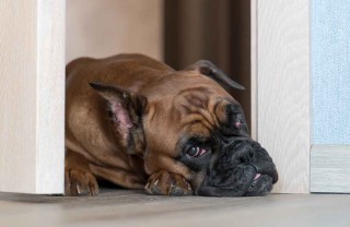 pensione cani