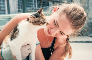 gattino gattino