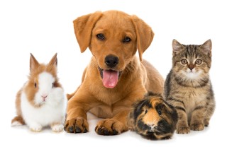 animali domestici