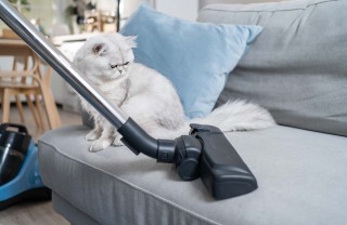 pulire casa con un animale domestico pulire casa con un animale domestico