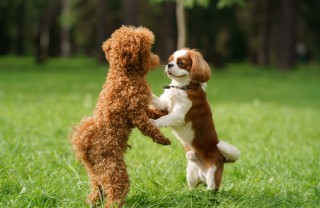 amicizia tra cani