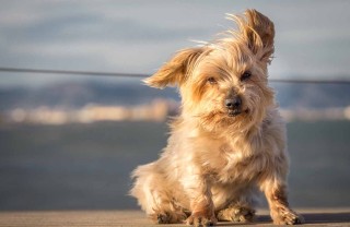 cane che ha paura del vento