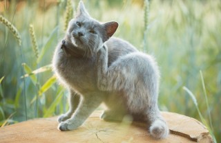 Gattino