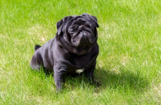 cane nero