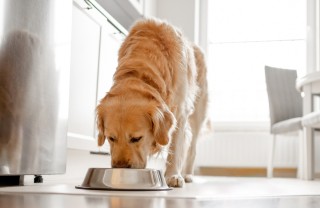 alimentazione vietata cane cibi vietati cane