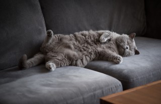 British Shorthair British Shorthair