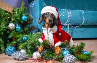 Cane a Natale Cane a Natale