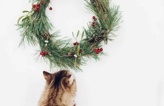 vischio pericoloso cani gatti vischio pericoloso cani gatti