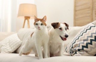 telecamere per cani e gatti