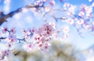 frasi celebrare primavera