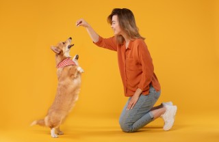 addestratore di cani
