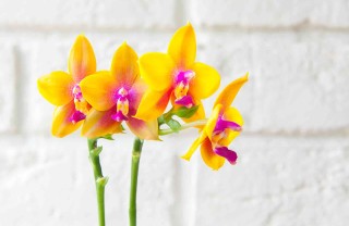 Orchidee