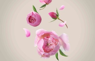 Peonia
