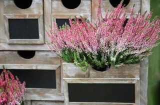 Piante e fiori invernali