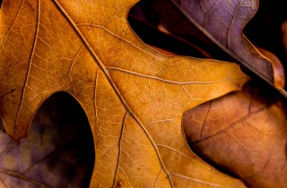 Ricicla le foglie secche con il compost